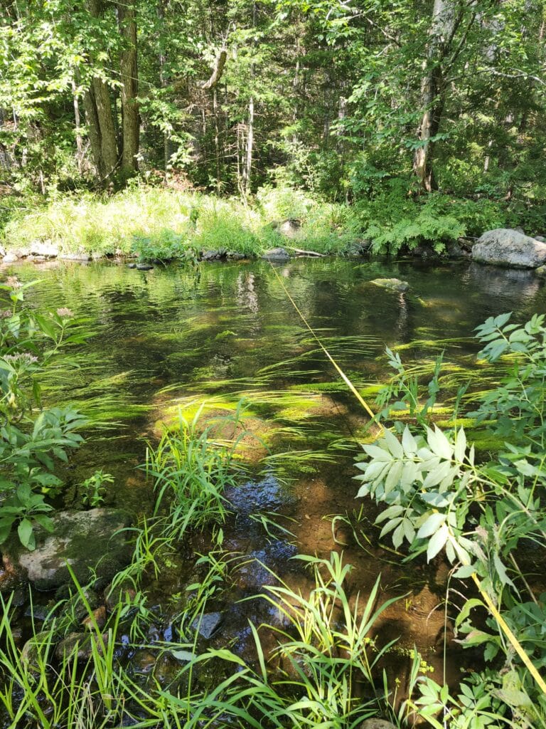 Stream with grasses and riverbank