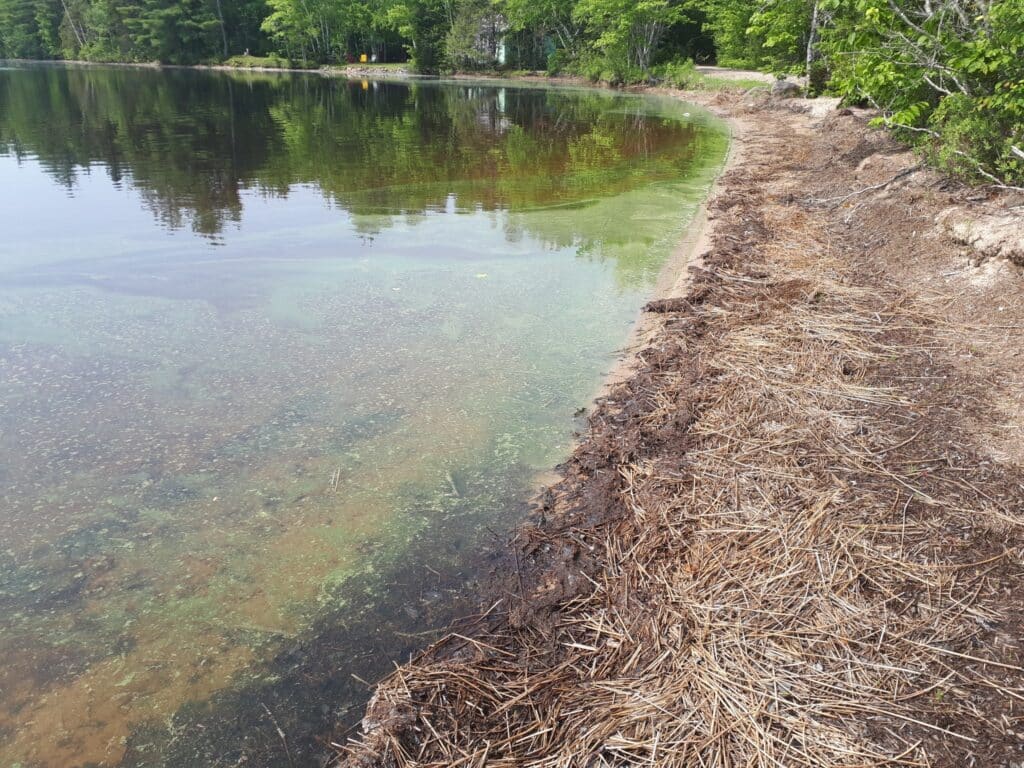 Algal Occurrence and Cyanobacteria Monitoring